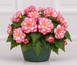 Бегонiя Nonstop Joy F1 Rose Picotee pro-begnonjoyf1rospic-500 фото 1