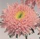 Астра Standy Light Pink pro-aststaligpin-500 фото 2