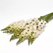 Ротики садові Monaco Ivory White New2027 pro-MonacoIvoryWhite-1000 фото 1