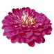 Циннія Benary's Giant Purple Benary'sGianPurple фото 3