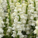 Ротики садові Monaco Ivory White New2027 pro-MonacoIvoryWhite-1000 фото 3