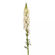 Ротики садові Monaco Ivory White New2027 pro-MonacoIvoryWhite-1000 фото 2