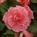 Бегонія Marquee Lace Pink New2027 MarqueeLacePink-5 фото 2