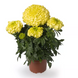 Тагетес Inca II Primrose pro-taginciipri-1000 фото 1