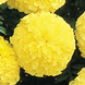 Тагетес Inca II Primrose pro-taginciipri-1000 фото 2