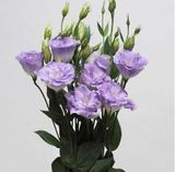 Eустома ABC F1 Misty Blue 2 pro-ABCMistyBlue2-100 фото