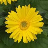 Гербера ColorBloom Yellow with Light Eye pro-ColorBloomYellowLightEye-100 фото