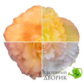Бегония Nonstop F1 Peach Shades  pro-NonstopPeachShades-500 фото