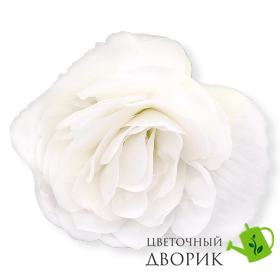 Бегонiя Nonstop F1 White NonstopWhite фото