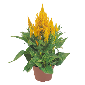 Целозiя периста Fresh Look Yellow pro-celperfrelooyel-1000 фото