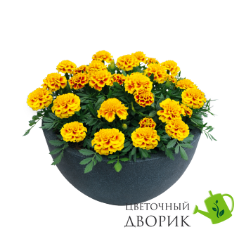 Тагетес Super Hero Yellow Bee SuperHeroYellowBee фото