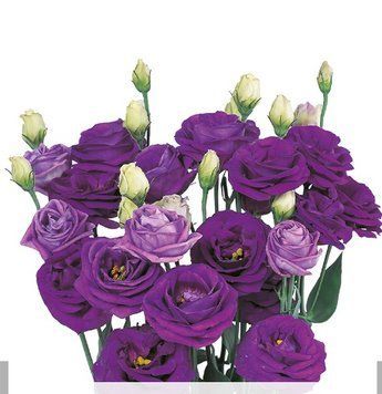 Эустома Rosita 1 Blue II  pro-rositablue-1000 фото