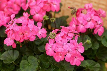 Пеларгонія Nano Deep Rose pro-pelnandeeros-1000 фото