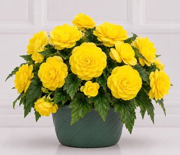 Бегонiя Nonstop Joy F1 Yellow pro-begnonjoyf1yel-500 фото