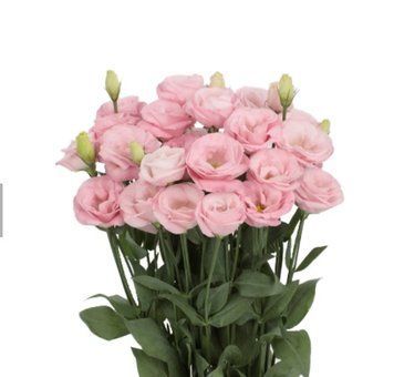 Эустома Rosita 3 Bright Pink pro-rositaBrightPink-1000 фото