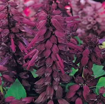 Сальвiя Vista Purple pro-VistaPurple-1000 фото