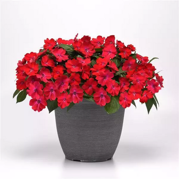 Бальзамін Solarscape XL Red Glow New2027 SolarscapeXLRedGlow-5 фото