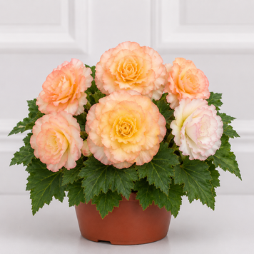 Бегония Nonstop F1 Peach Shades  pro-NonstopPeachShades-500 фото