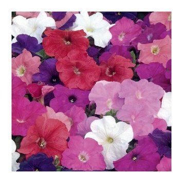 Петунія Mambo F1 Full Mix pro-petmamf1fulmix-1000 фото