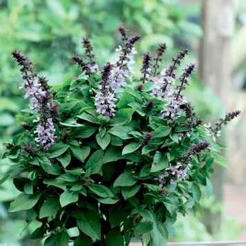 Базилік Floral Spires Lavender pro-FloralSpiresLavender-1000seed фото
