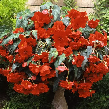 Бегония Sun Dancer Scarlet Orange SunDancerScarletOrange фото