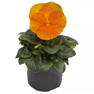 Виола Delta Pro F1 Clear Orange DeltaProYellowwithRedWing фото