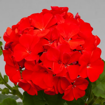 Пеларгонія Inspire Red pro-InspireRed-1000 фото
