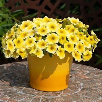 Петунія Petchoa Caliburst Yellow PetchoaCaliburstYellow-5 фото