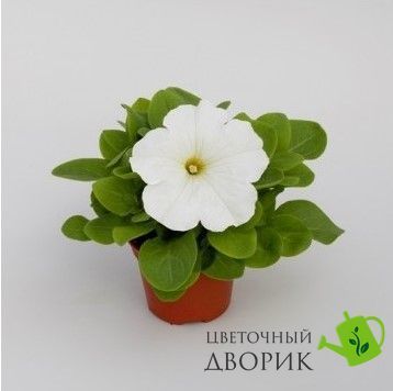 Петунія Espresso Grande F1 White EspressoGrandeWhite-10 фото