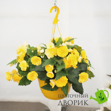 Бегонiя Nonstop Joy F1 Yellow pro-begnonjoyf1yel-500 фото
