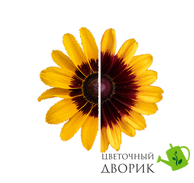 Рудбекія Pawnee Spirit PawneeSpirit фото