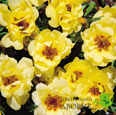 Портулак крупноцветковый Sundial Yellow pro-SundialYello-500md фото