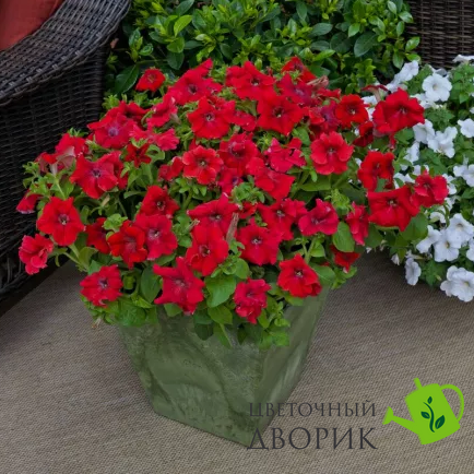 Петунiя Tritunia F1 Red pro-TrituniaF1Red-1000s фото