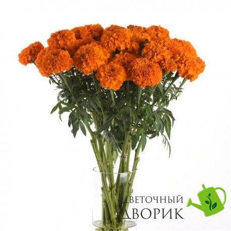 Тагетес Xochi Orange pro-tagxocora-1000 фото