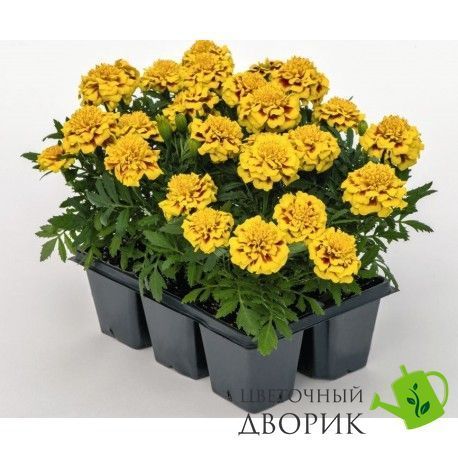 Тагетес Super Hero Yellow Bee SuperHeroYellowBee фото