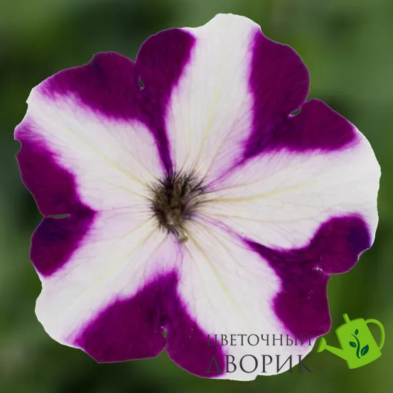 Петуния Damask F1 Burgundy Star New2027 pro-DamaskBurgundyStar-1000 фото