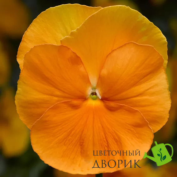 Виола Delta Pro F1 Clear Orange DeltaProYellowwithRedWing фото