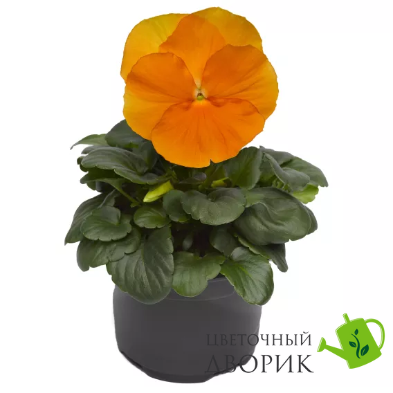 Виола Delta Pro F1 Clear Orange DeltaProYellowwithRedWing фото