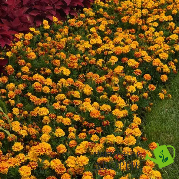 Тагетес Bonanza Bee BonanzaBee фото