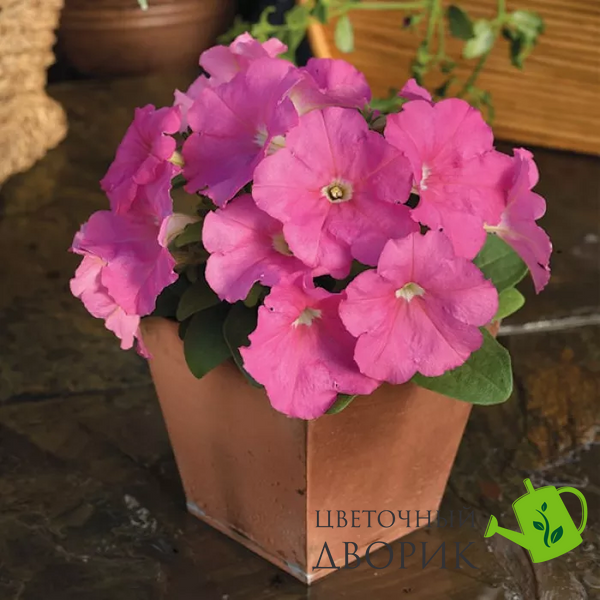 Петуния Damask F1 Pink pro-petdamf1pin-1000s фото