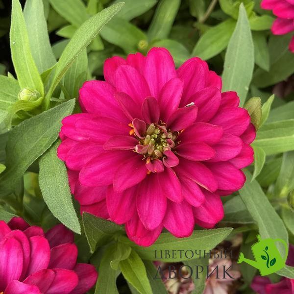 Цинія Belize Double F1 Rose Gen 2 New2027 pro-BelizeDoubleRoseGen2-1000 фото