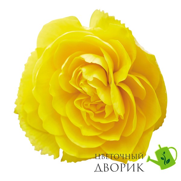 Бегония Nonstop Joy F1 Yellow NonstopJoyYellow фото