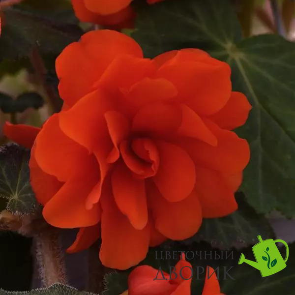 Бегонiя Sun Dancer Scarlet Orange SunDancerScarletOrange фото