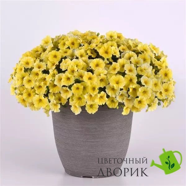 Петуния Petchoa Caliburst Yellow PetchoaCaliburstYellow-5 фото