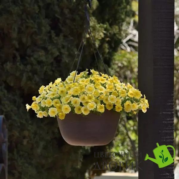 Петуния Petchoa Caliburst Yellow PetchoaCaliburstYellow-5 фото