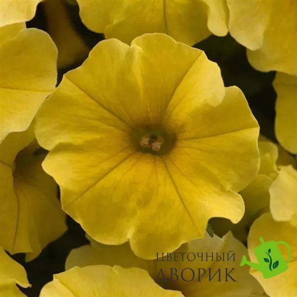 Петуния Petchoa Caliburst Yellow PetchoaCaliburstYellow-5 фото