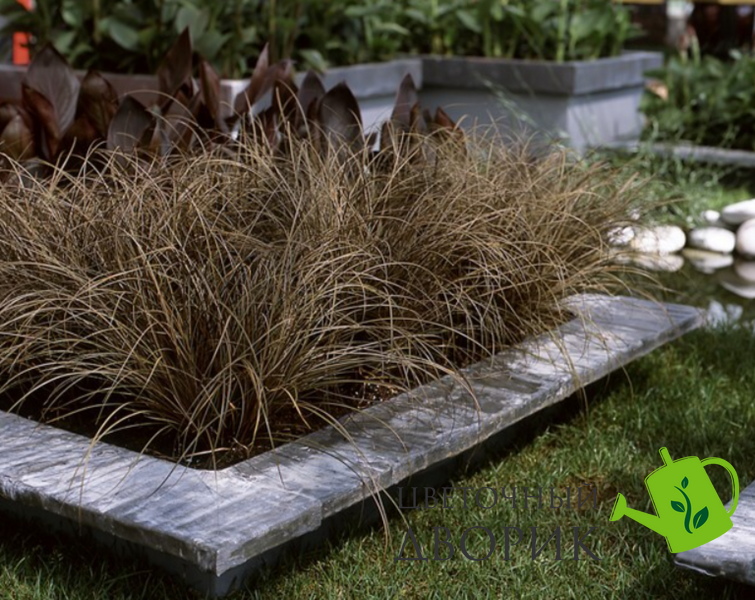 Осока (Carex) Bronze Curls BronzeCurls фото