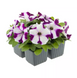 Петуния Damask F1 Burgundy Star New2027 pro-DamaskBurgundyStar-1000 фото 1