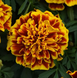 Тагетес Bonanza Bee BonanzaBee фото 1