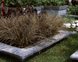 Осока (Carex) Bronze Curls BronzeCurls фото 2